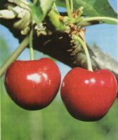 Ciliege
