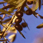 Olio
