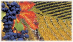 Vino